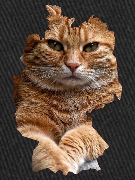 Chat, Chats
