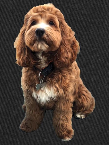 Cute Cavapoo dog puppy