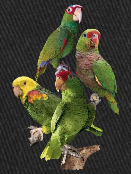 Amazonian parrots