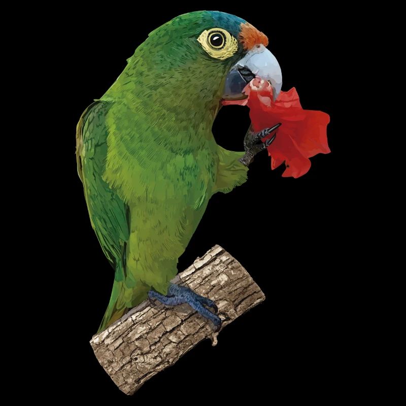 Orange-fronted parakeet