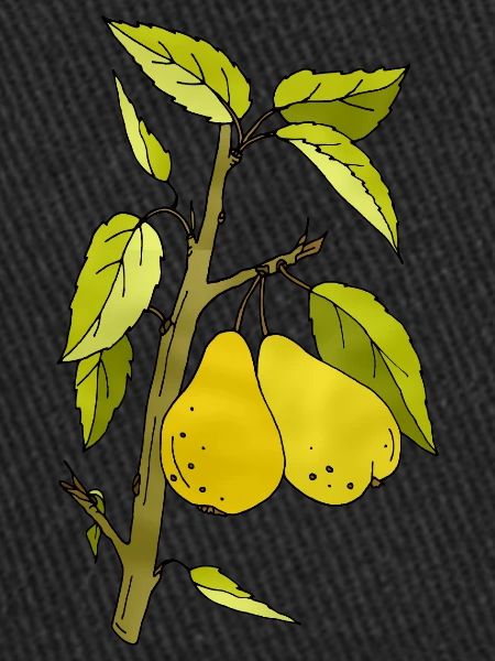 Pears