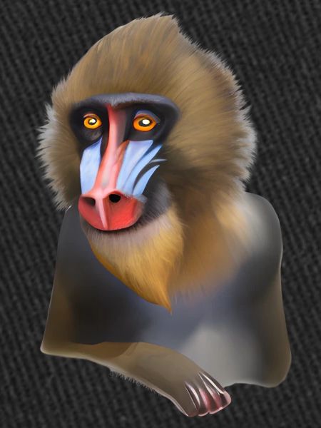 Singe Mandrill