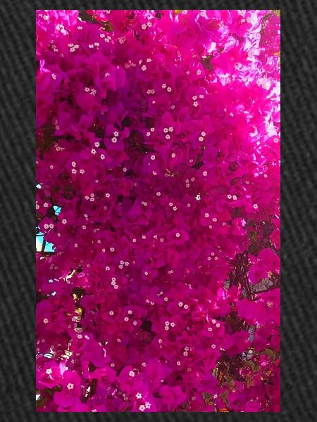 Bougainvilliers bel arbre