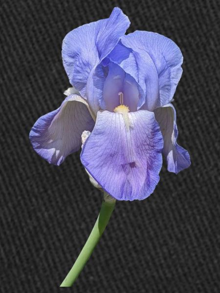 Superbe iris bleu
