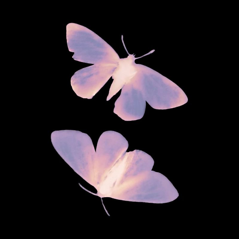 Schmetterling lila/rosa