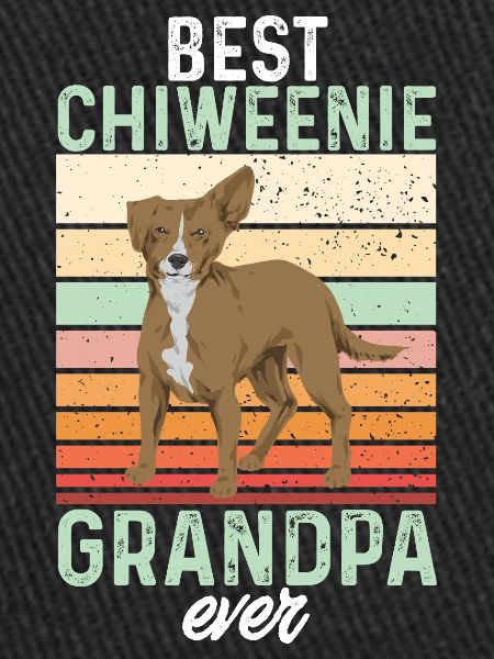 Chiweenie Chien