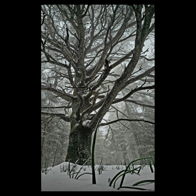 Rêve de la forêt