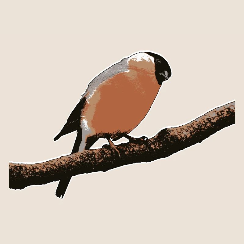 Bouvreuil mignon