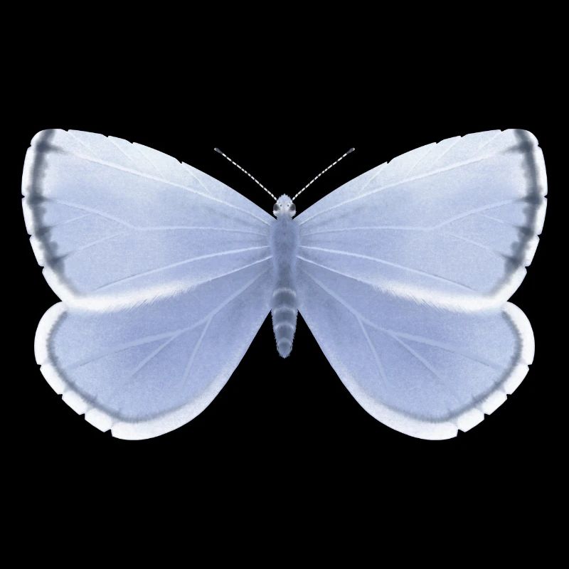 Papillon bleu