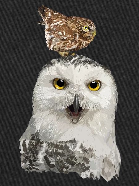Rapaces nocturnes