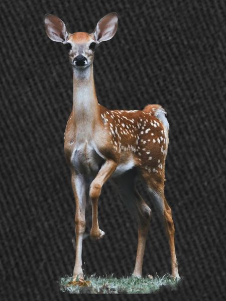 deer - fawn