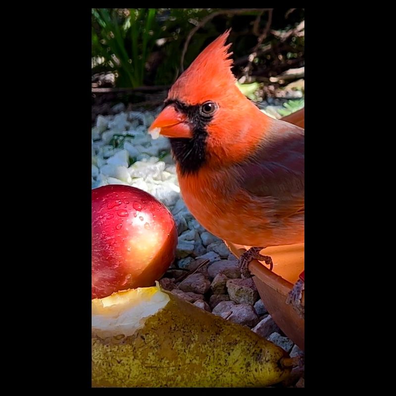 Nördlicher Kardinal