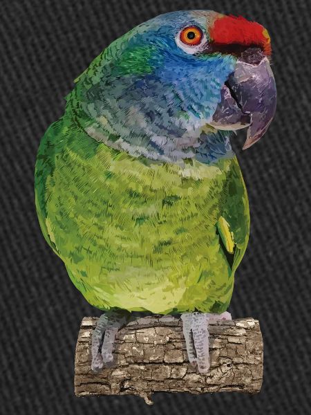 The red-backed amazon