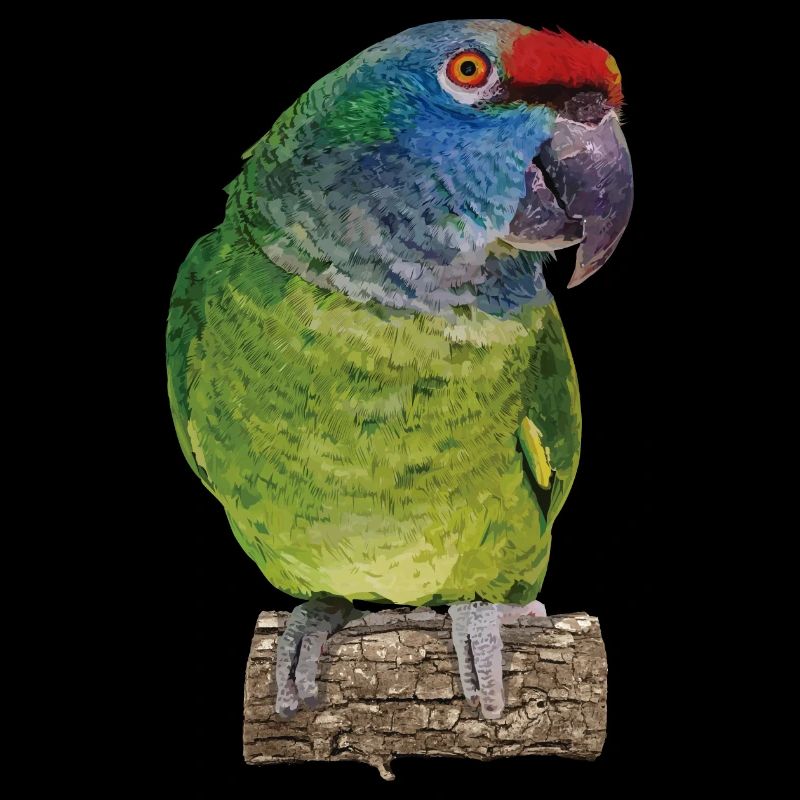 The red-backed amazon