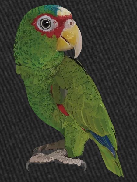 The white-fronted parrot