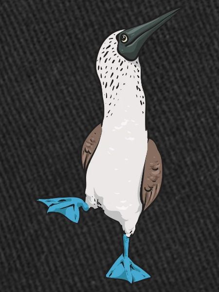 Blaufußtölpel Blue-footed Booby Seevogel