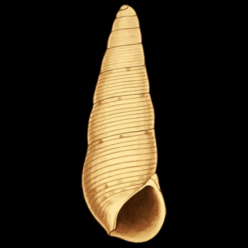 Muschel Illustration