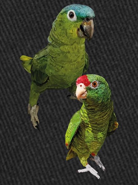 Perroquets amazoniens