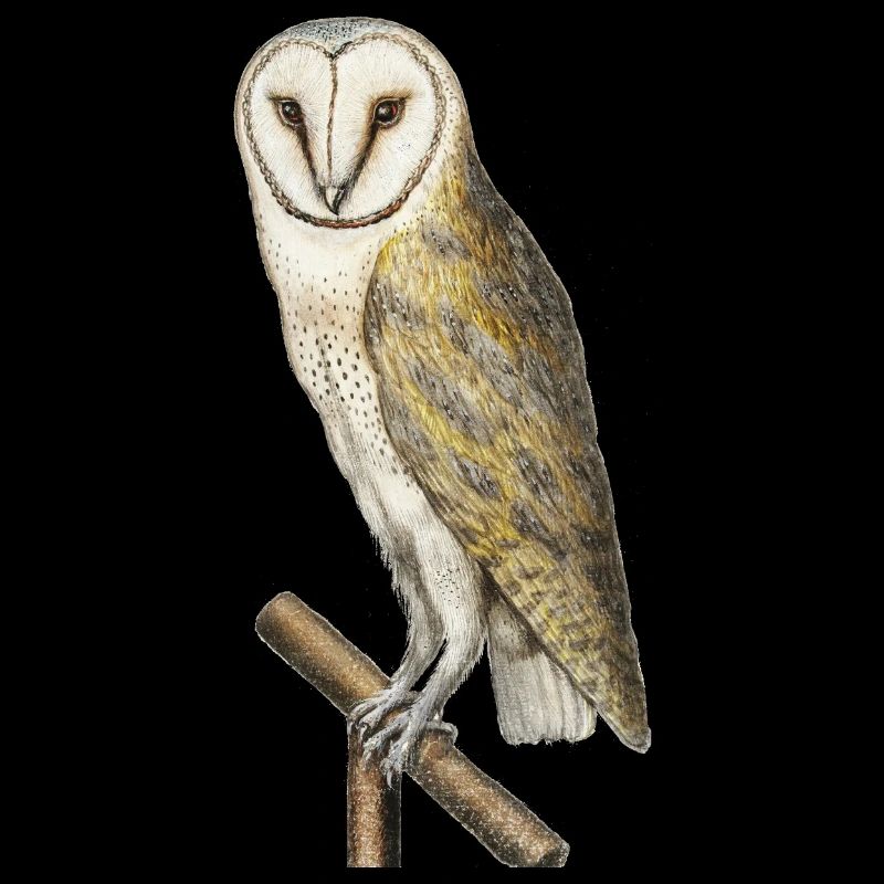 Realistic owl drawing - natural history