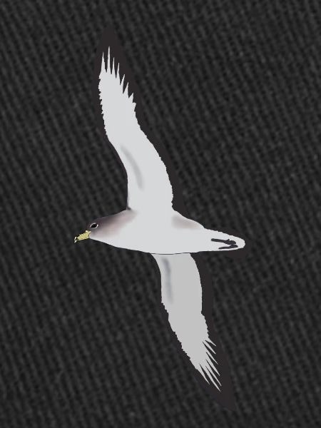 Puffin cendré