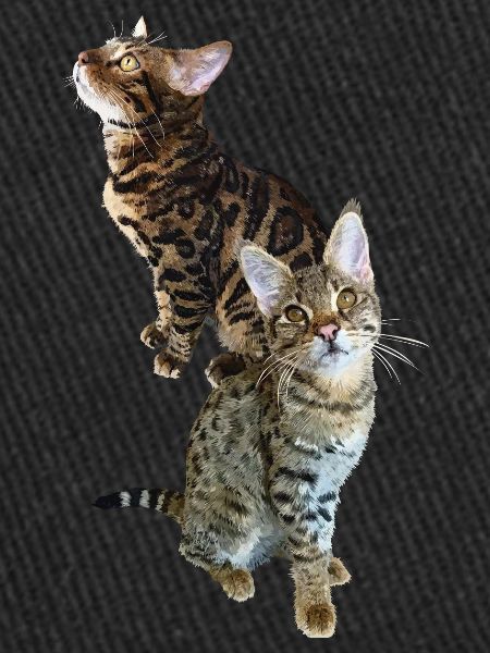Tabby