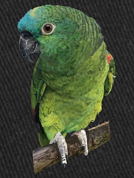 The blue-fronted amazon