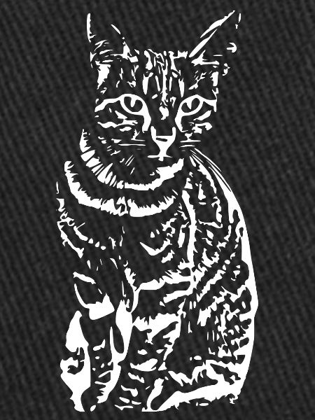 Chat, Chaton blanc