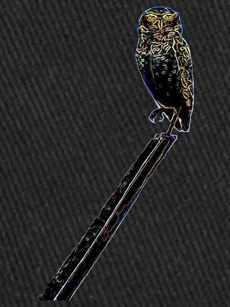 an owl