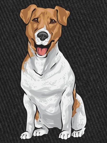 Jack Russell Terrier