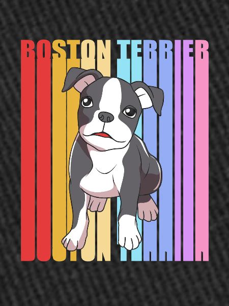 Boston Terrier