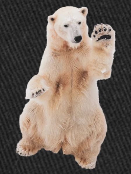 Polar bear