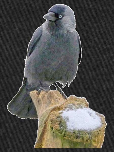 Jackdaw