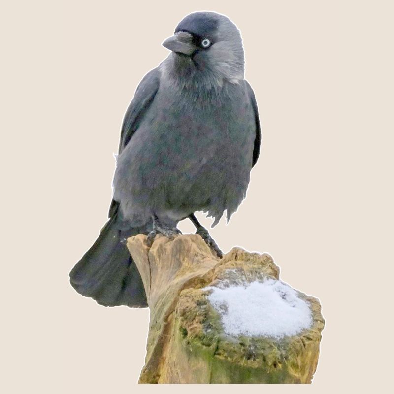 Jackdaw