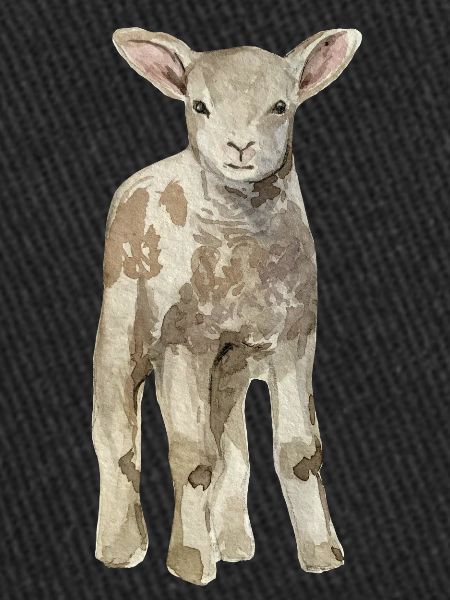 Mouton bébé