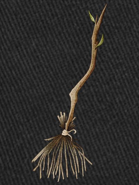 Balai de sorcière