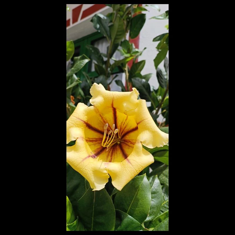Belle fleur jaune