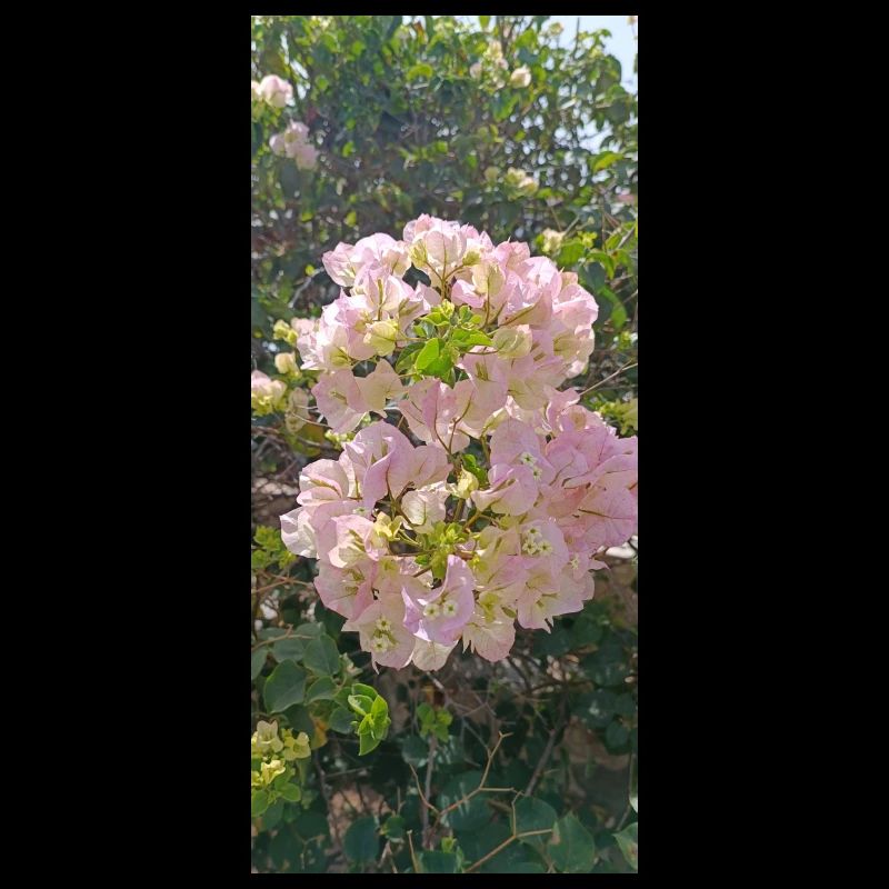 Bugamlia fleurs de rose spectaculaires