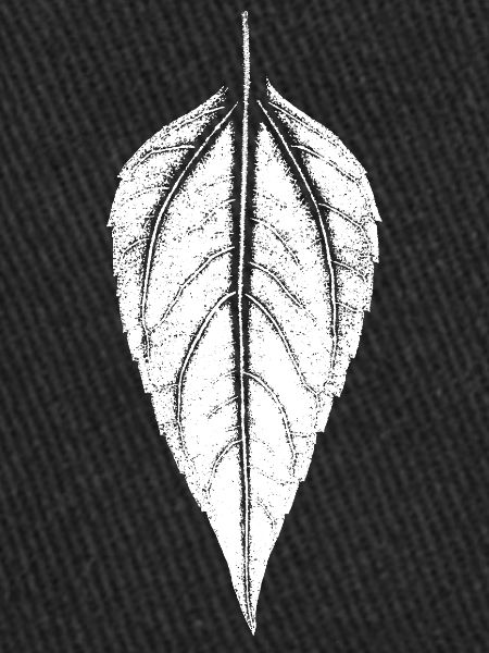 Leaf Jerusalem artichoke - WHITE