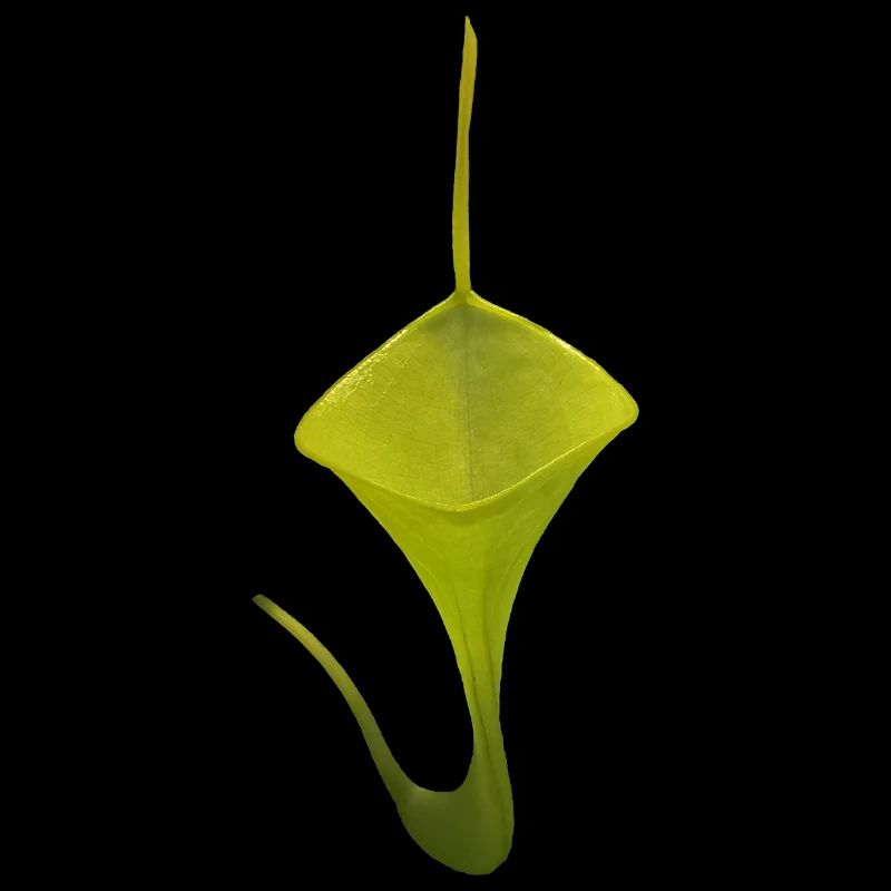 Nepenthes inermis