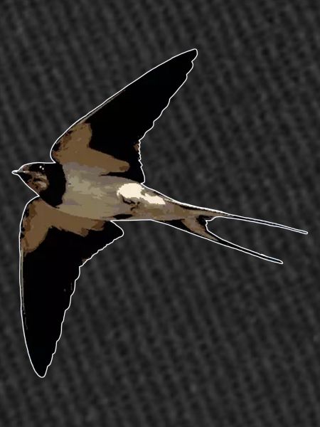 Hirondelle