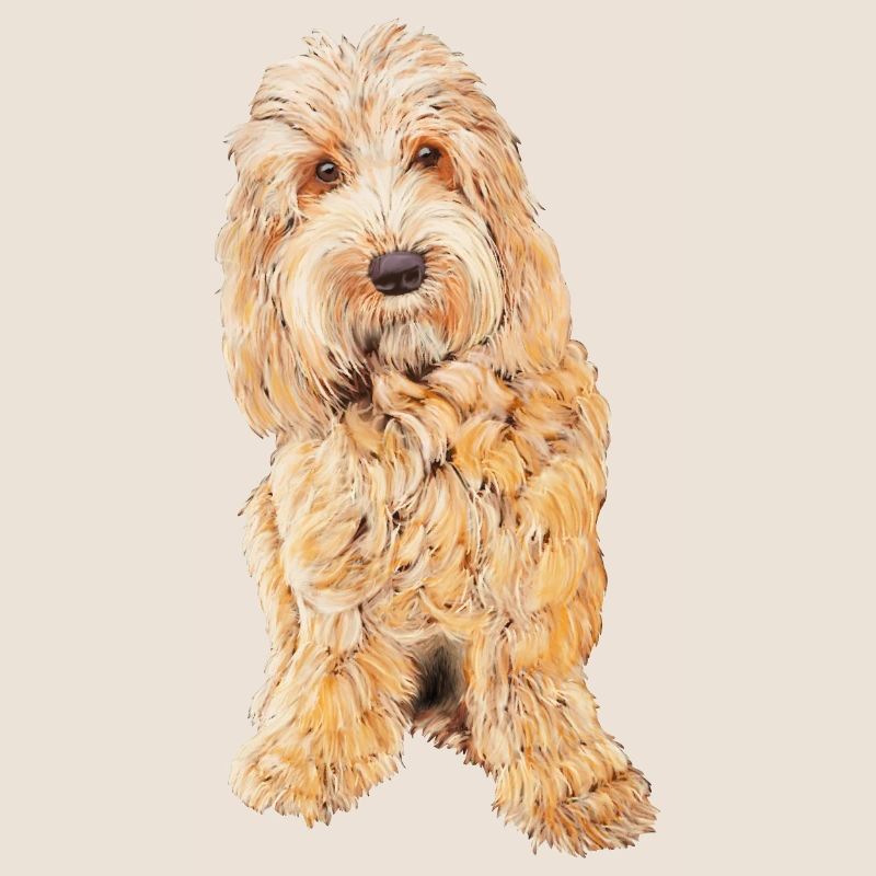 APRICOT BLONDE COCKAPOO - COCKAPOO DOG LOVER