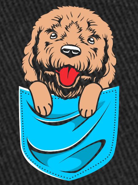 Goldendoodle