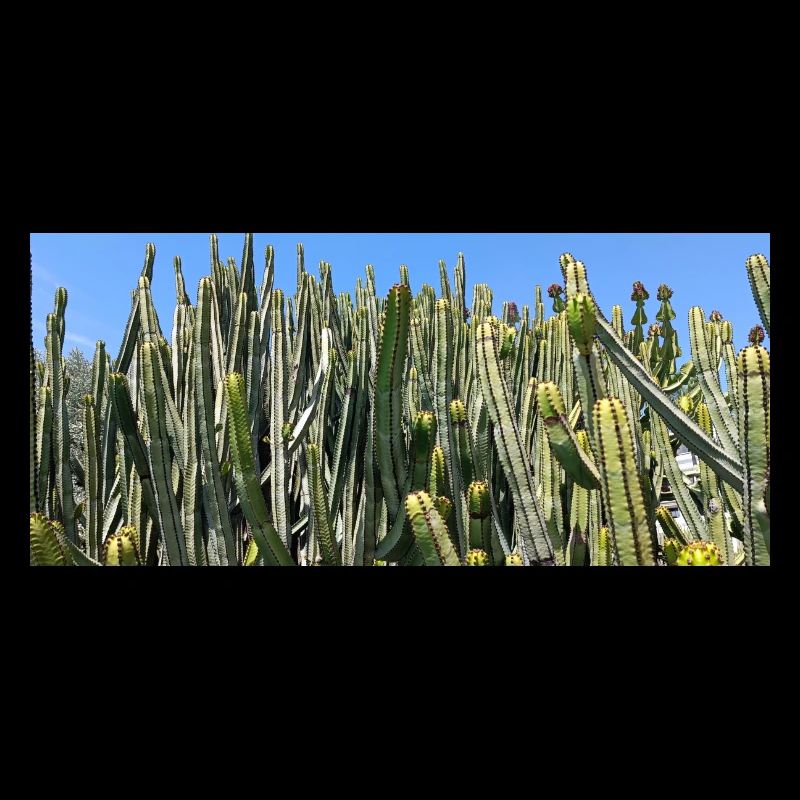 Canarian cactus
