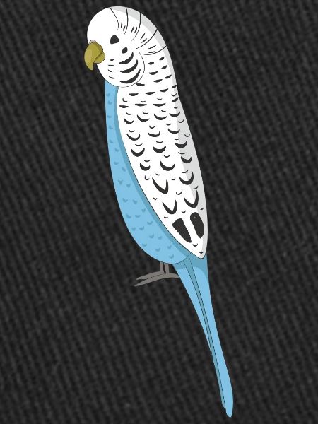 budgerigar