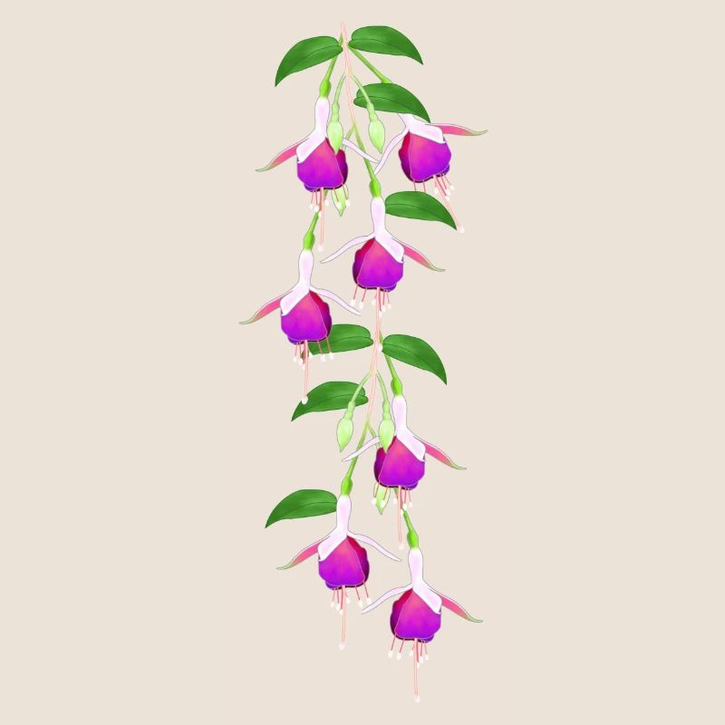 Fuchsia, fleurs