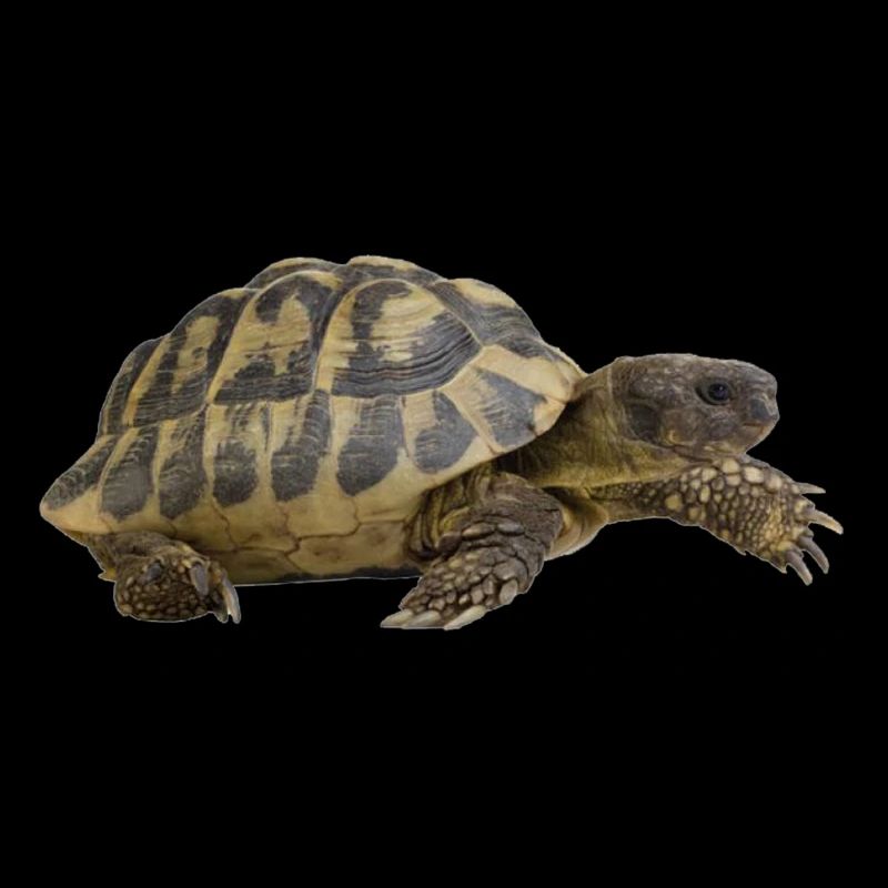 turtle tortoise animals animals9