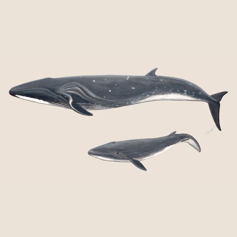 Baleine boréale boréale rorquale