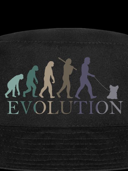 EVOLUTION yorkshire terrier