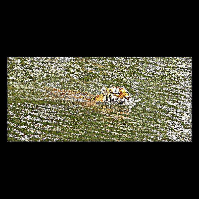 Le bain d'été du tigre