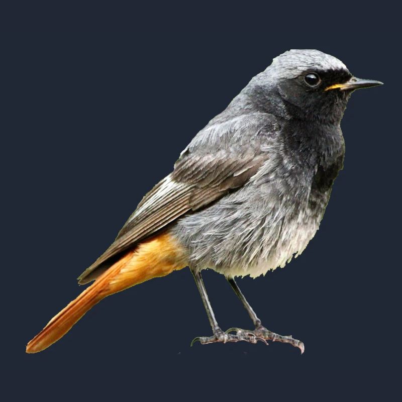 Rotschwanz Robin